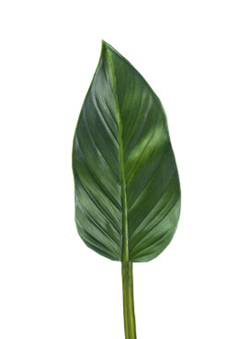 Лист Колоказии