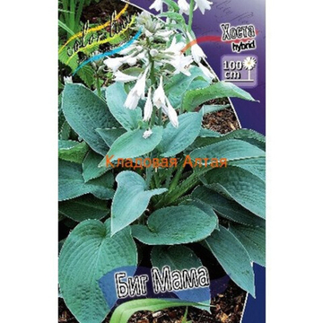 Хоста Биг Мама