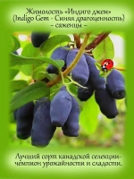 Жимолость Индиго Джем канадская (сорт будущего)