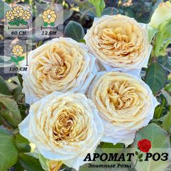 Спойлер (Spoiler)