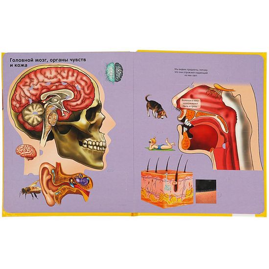 Тело человека. 100 секретных окошек. Формат: 222х282мм. Объем: 12 карт. стр. Умка