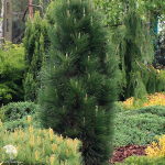 Сосна черная Грин Рокет B+S 80-100