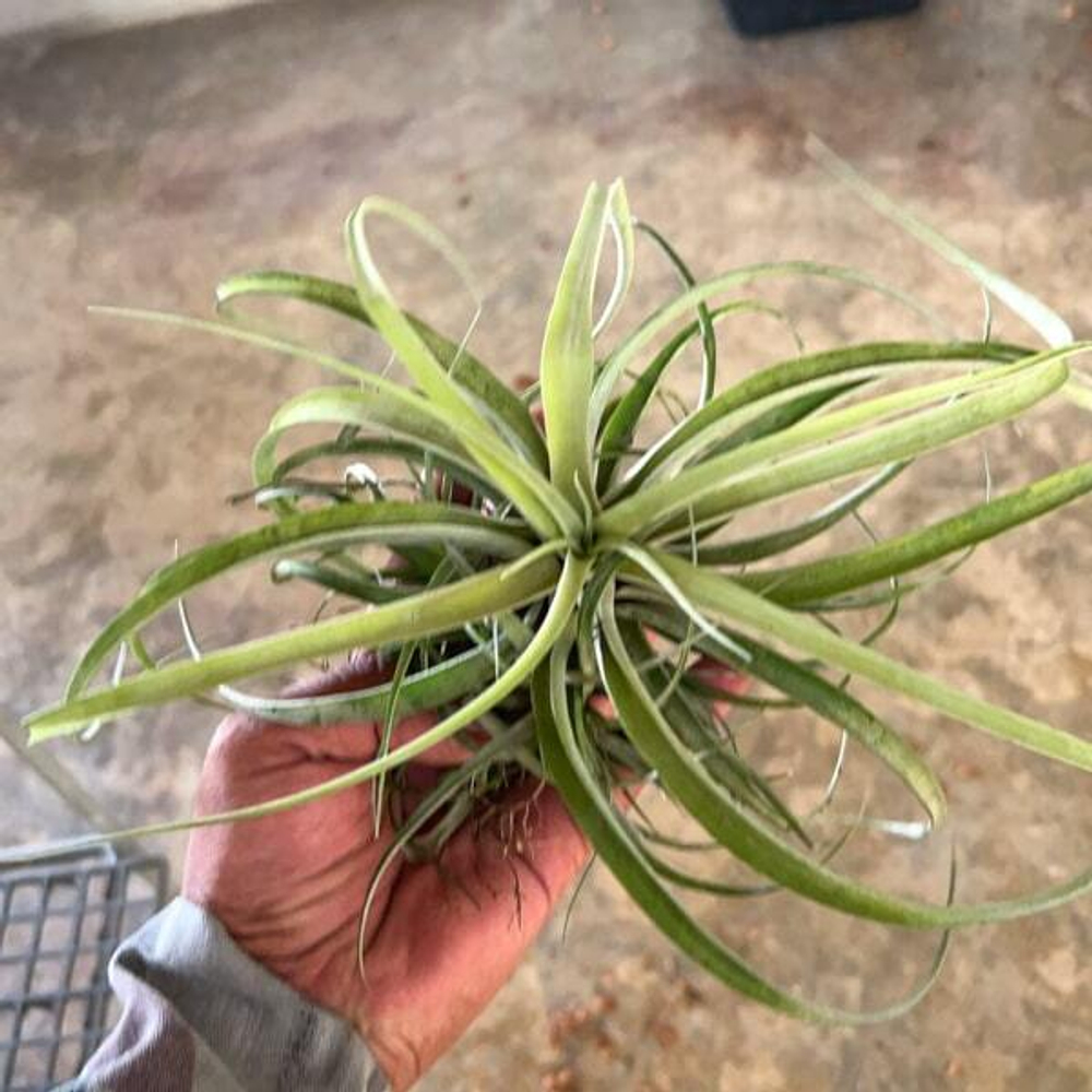 Тилландсия capitata