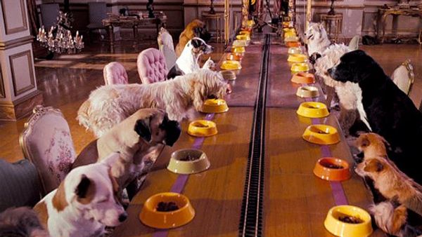 Где собаке погостить