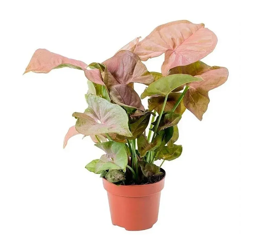 Сингониум розовый