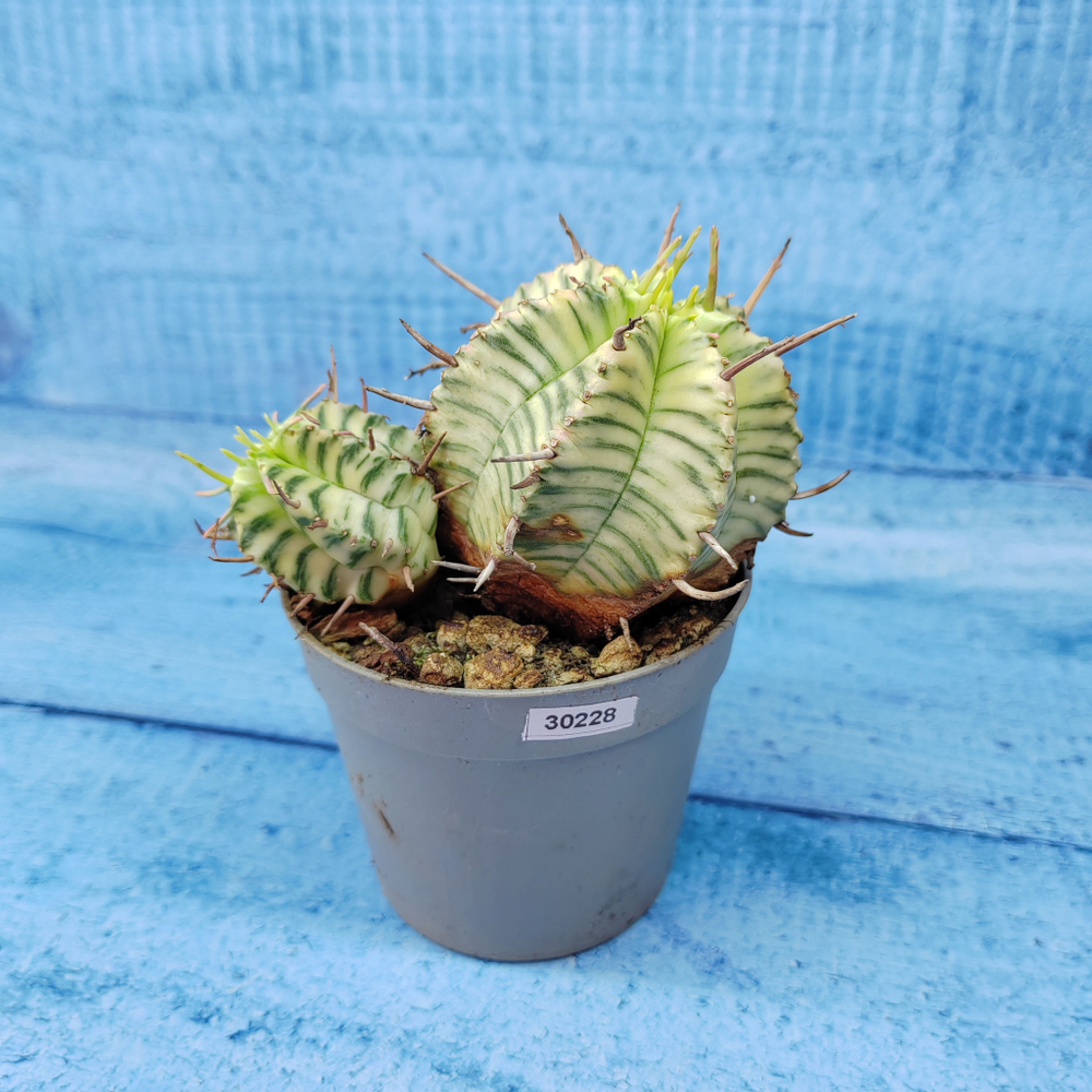 Euphorbia meloformis f. Variegated (Эуфорбия вариегатная)