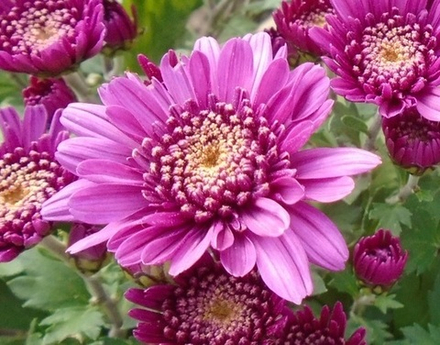 Хризантема мультифлора Сюза м.98 /поставка весна 2026г/