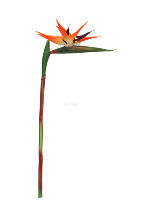 Стрелиция 100см - Желто-красный