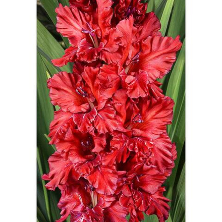 Гладиолус Ягодка Малинка (5 шт) Волжский Сад