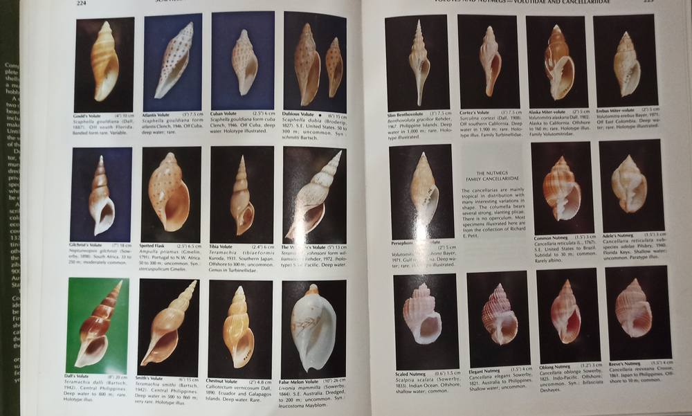 Книга compendium of seashells, БУ