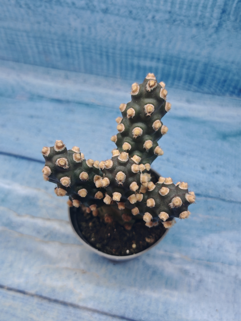 Tephrocactus Molinensis (Тефрокактус)