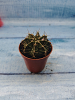 Gymnocalycium Friedrichii (Гимнокалициум)