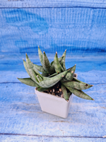 Sansevieria Classic Fan (Сансевиерия)