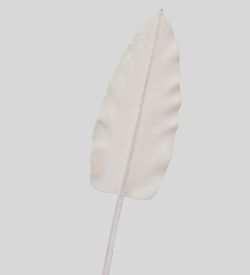 TR 578M Каладиум