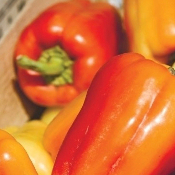 Барби F1 семена перца сладкого (Syngenta / ALEXAGRO) культура – фото 3