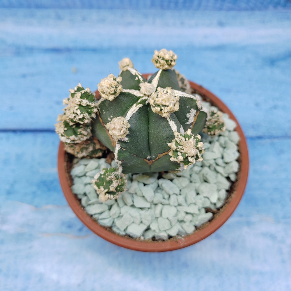 Astrophytum Myriostigma "Hakujo Fukuryu"  (Астрофитум)