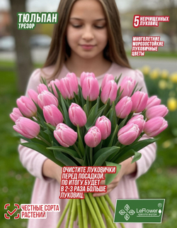 Тюльпан, Трезор 5 луковиц