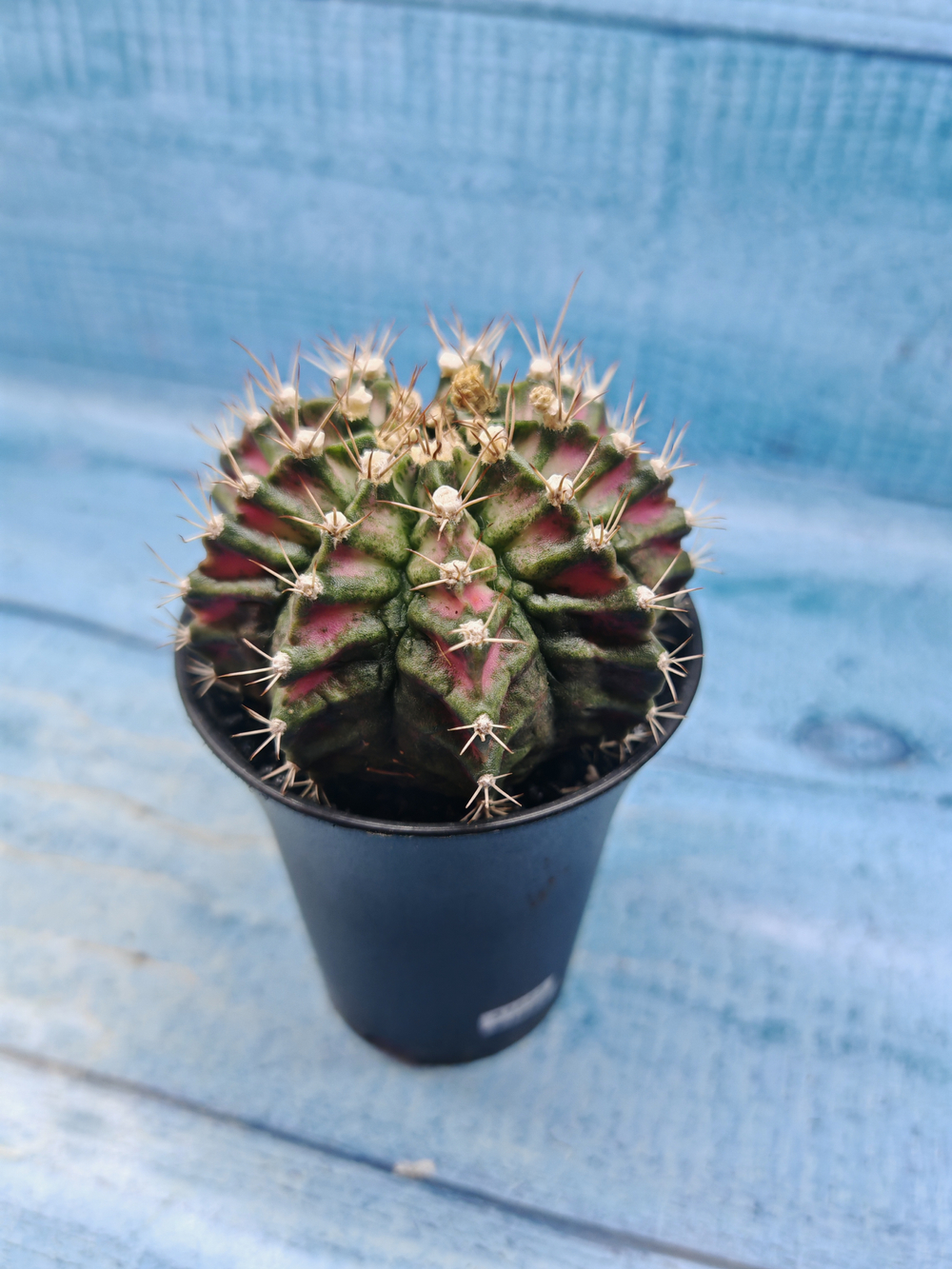 Gymnocalycium T-Rex Pink hybride (Гимнокалициум T-rex)