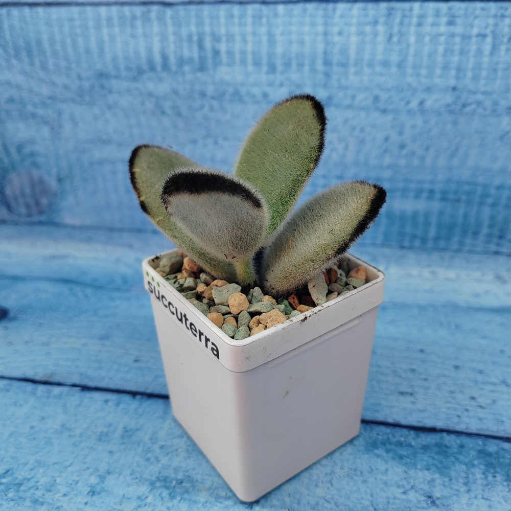 Kalanchoe Tomentosa Hybride (Каланхоэ)