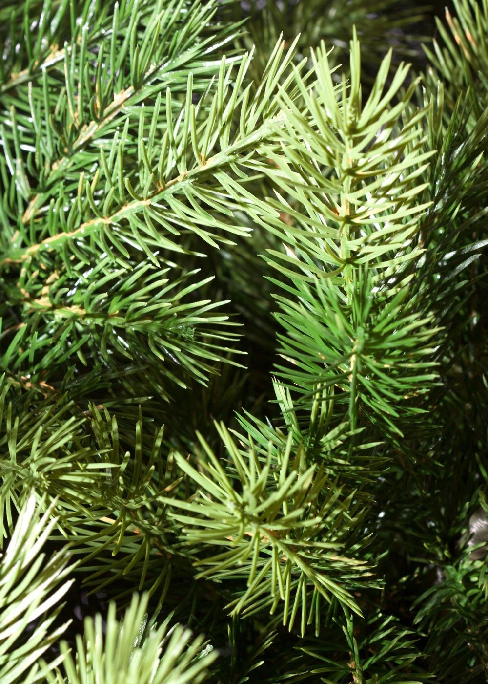 Ель искусственная «Луиза» (Литая хвоя) 270 см / 2,7 м