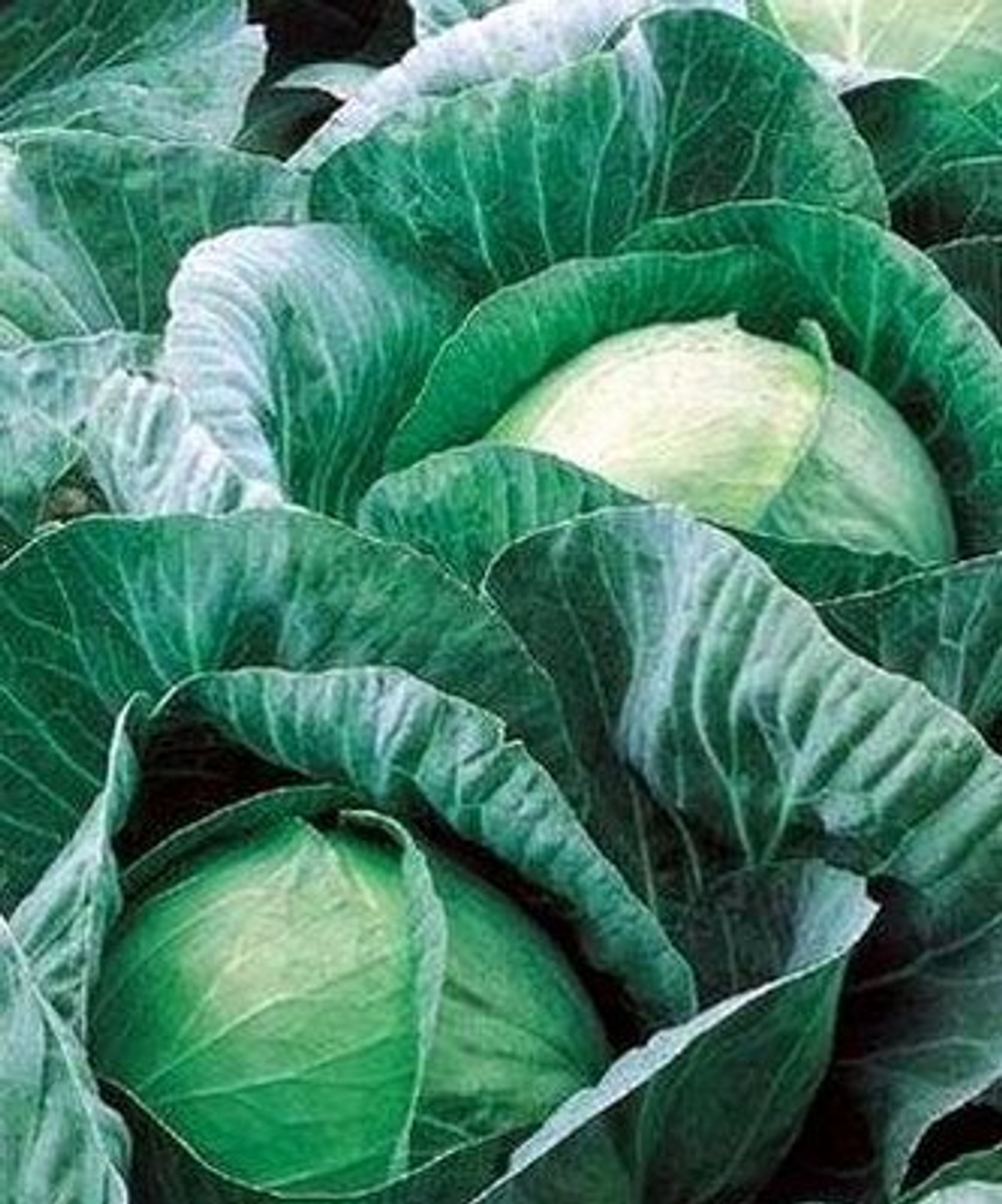 Вестри F1 семена капусты белокочанной (Seminis / Семинис)