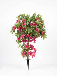 Бугенвиллия для кашпо