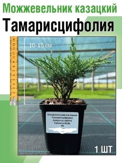 Саженец Можжевельник казацкий хвойный Тамарисцифолия