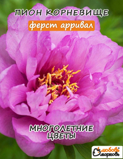 Пион Корневище, Ферст Аррива, 1шт