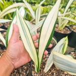 Сансевиерия BEAUTY QUEEN