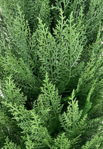 Туя искусственная Западная (Можжевельник)