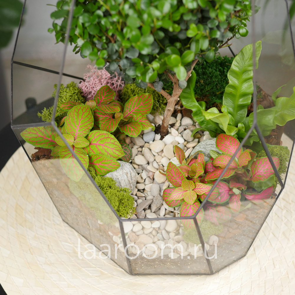 Флорариум бонсай Мирсина Айсберг