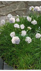 Армерия приморская MORNING STAR WHITE