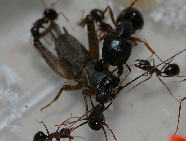 Camponotus largiceps