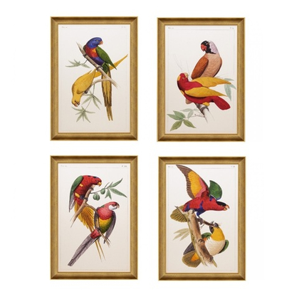 Постер Попугаи 41х61 см [Арт. RS3768/49G]