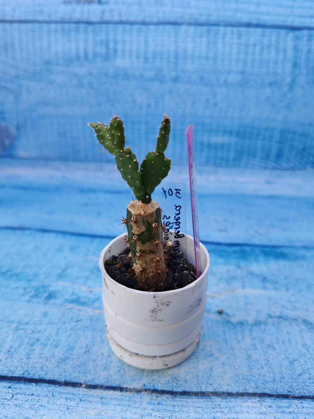Schlumbergera opuntioides (Шлюмбергера)