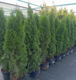 Туя западная Смарагд С15 140-160