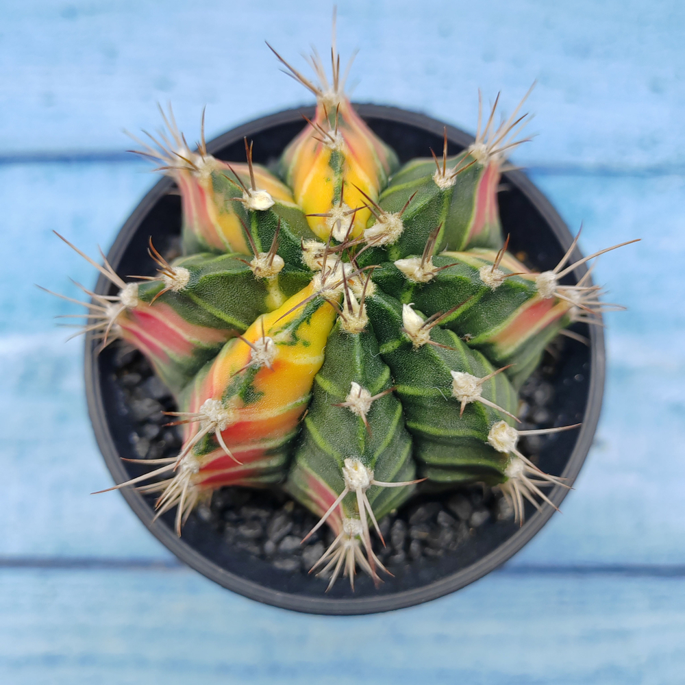 Gymnocalycium Variegata (Гимнокалициум Вариегатный)