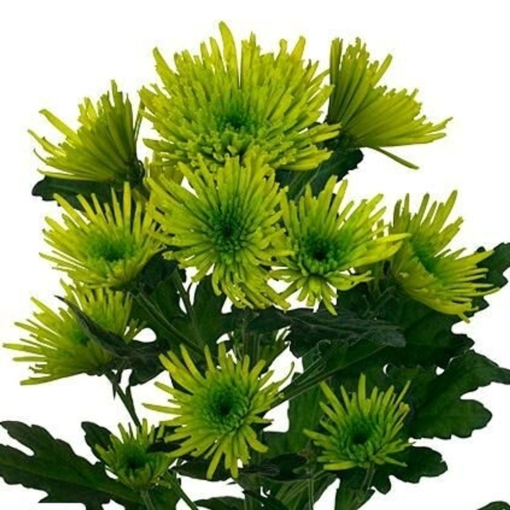 Хризантема индийская кустовая Midori