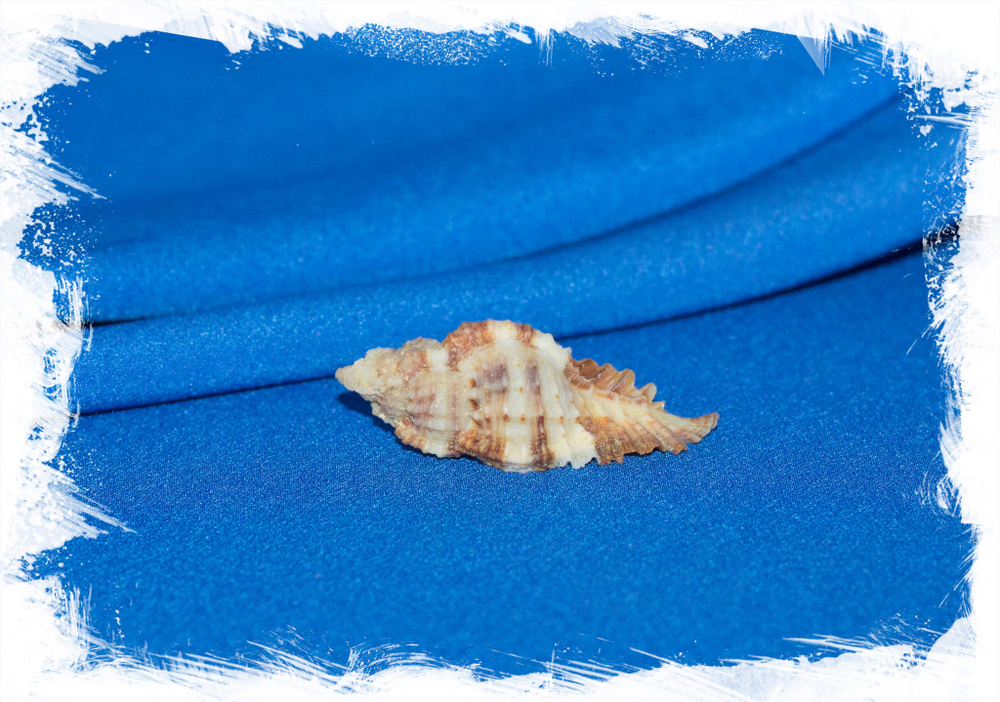 Раковина Chicoreus triqueter