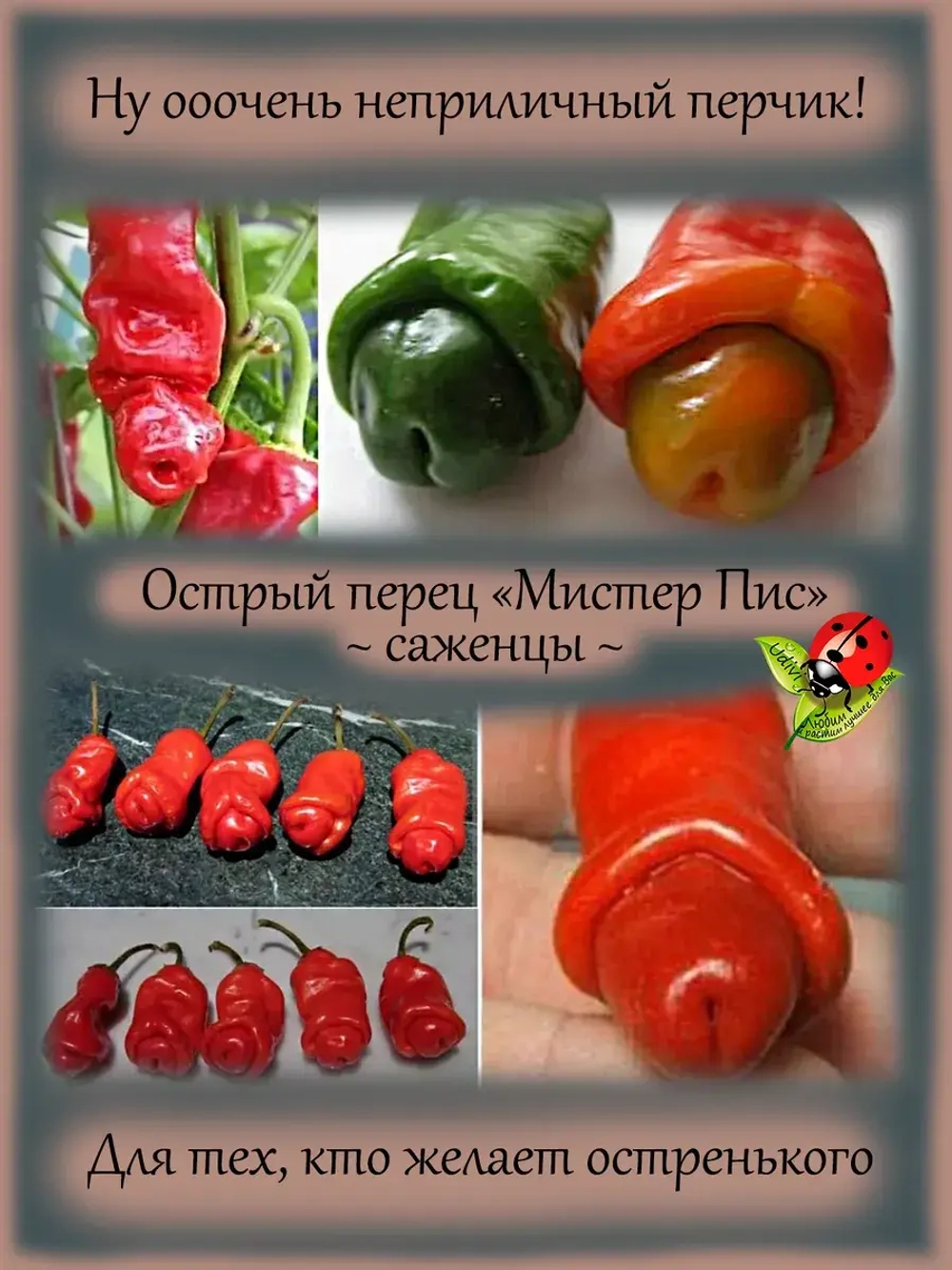 Перец острый Мистер Пис Чили Вилли