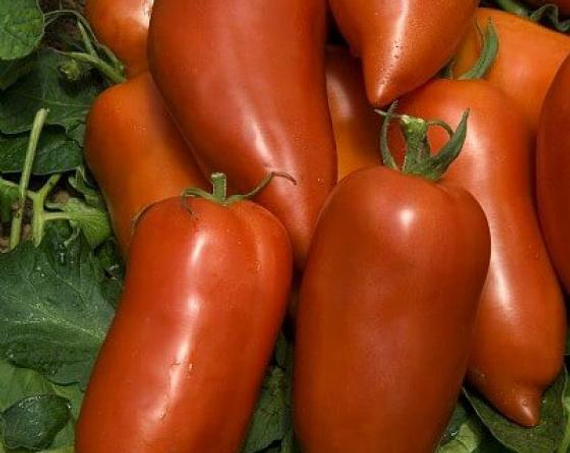 Корнабель F1 семена томата индетерминантного (Vilmorin / ALEXAGRO) – фото 1