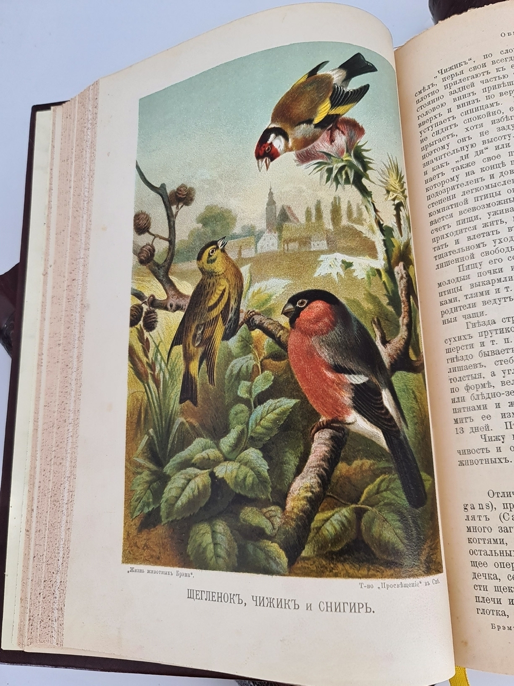 "Жизнь животных". А.Э.Брэм. 1904 г. - антикварная книга