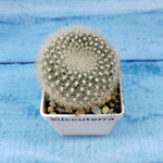 Notocactus Haselbergii (Нотокактус)