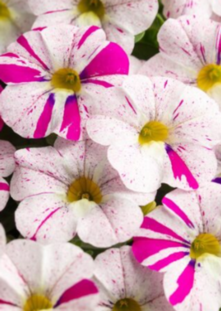 ЕВРО Калибрахоа Caliloco Graffity укореннный черенок ОКС февраль 26 Kohen