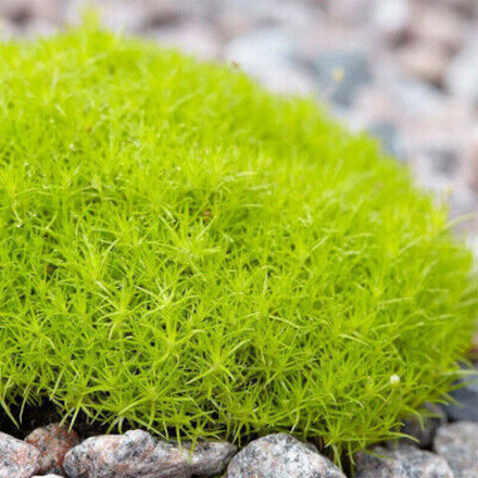 Мшанка "Lime Moss"