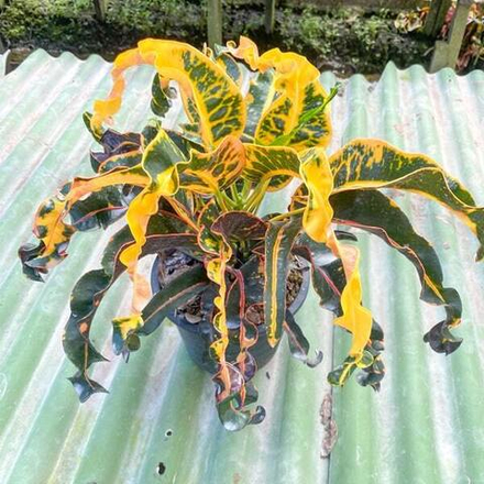 Кротон PHAYA KHRUT – GARUDA