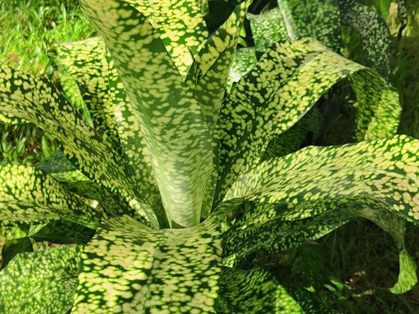 Драцены на выставке в Бангкоке в парке Рамы 9