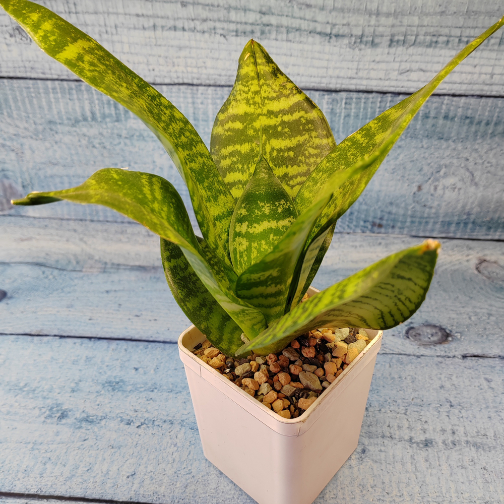 Sansevieria Hahnii (Сансевиерия)