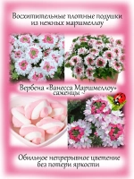 Вербена Ванесса Маршмеллоу Биколор