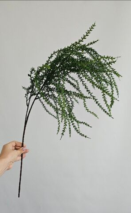 Плаун темный / Арт 4251